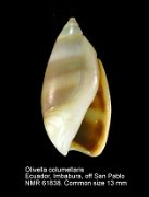 Olivella columellaris